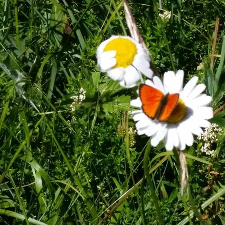 Ferienhaus Bergmann Bürchen