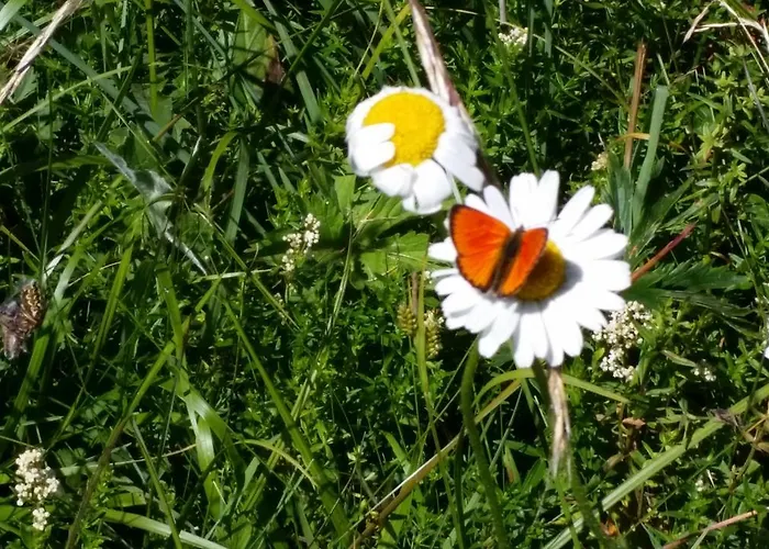 Ferienhaus Bergmann Bürchen